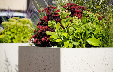 Green plants in concrete flower pot close up.