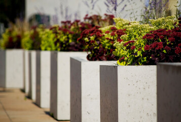 Green plants in concrete flower pot close up.