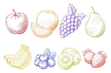 フルーツの線画のイラスト, 手描きのスケッチ, 白背景にベクター素材, 果物の挿絵. カラーの線画.