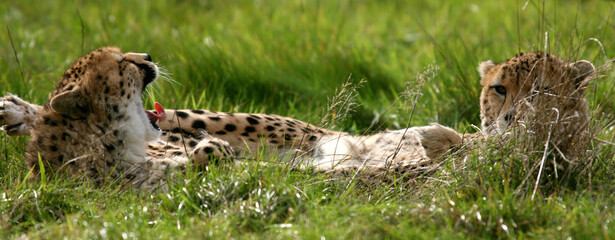 Two cheetahs laying in grass at Zoological Society of London,  Whipsnade Zoo near Dunstable, Bedfordshire, England
