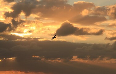at the sea the red-golden sun shines out from behind the clouds before it sets