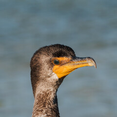 double crested cormoran at Rio Lagartos reserve, Yucatan