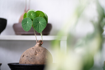 Stephania Erecta caudex plant. Caudex, Potato, Climbing vines.