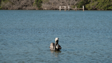 Naklejka premium Pelican at Rio Lagartos, moving its wings, 