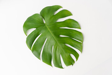 Monstera Borsigiana leaf close up with isolated white background © JCM