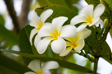 White Frangipani flower Plumeria alba with green leaves