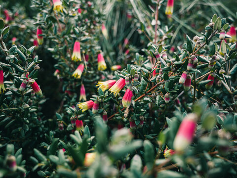 Correa flower