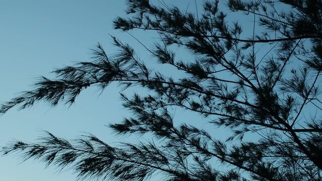 branches of a pine