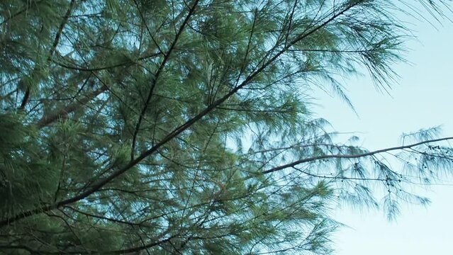 pine tree branches