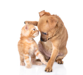 Fototapeta premium Playful Toy terrier puppy and ginger tabby kitten sit together. isolated on white background