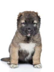 Caucasian shepherd dog puppy sitting in front view and looking at camera. Isolated on white background