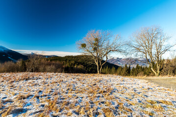 Winter morning on Butoranka bellow Lysa hora hill in Moravskoslezske Beskydy mountains in Czech...