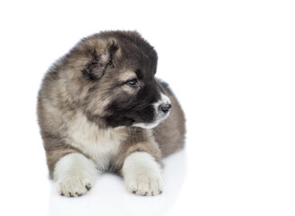 Caucasian shepherd dog puppy lying and looking away. Isolated on white background