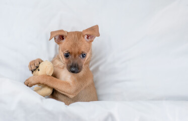 Cute Toy terrier puppy hugs toy bear under white blanket on a bed at home. Top down view. Empty...