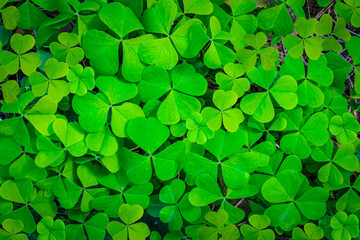 green clover texture closeup, forest nature background pattern of shamrock, trefoil green ground backdrop macro