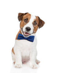 Smart Jack russell terrier puppy wearing  tie bow looks at camera. isolated on white background