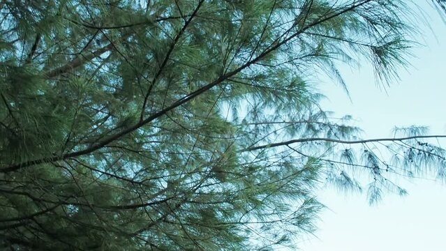 pine forest in the morning