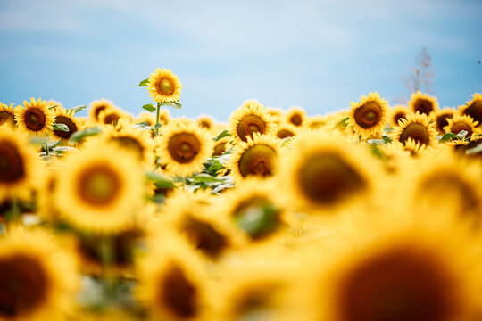 Standing Out From The Crowd Concept. Wonderful Panoramic View Of Field Of Sunflowers By Summertime. One Flower Growing Taller Than The Others.