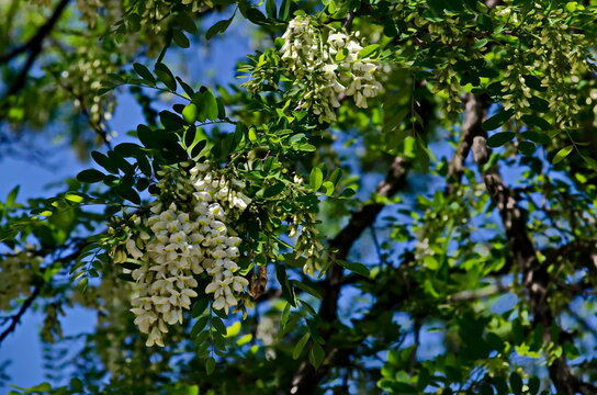 Branch with fresh bloom  of acacia-tree or Common locust flower in park, Sofia, Bulgaria   