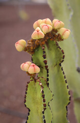 Detailansicht eines Kaktus in der Wüstenregion.