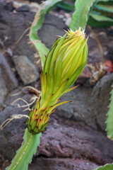 Obraz premium Die Blüte, Knospe der Drachenfrucht, Kaktus der Drachenfrucht. 
