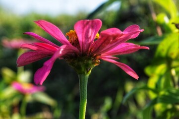beautiful flowers on the bush