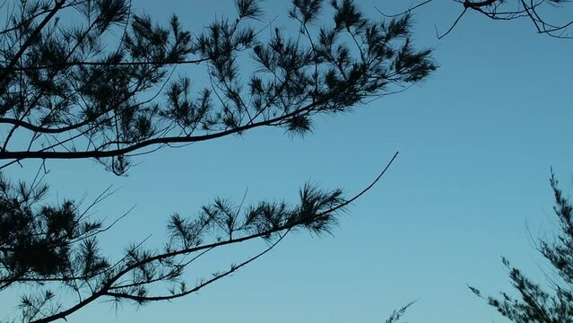 branches against sky
