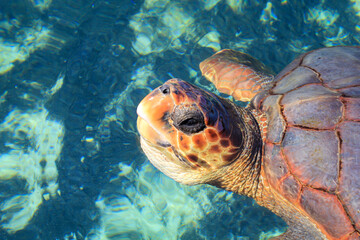 Eine Aufnahme einer geschützen Meeresschildkröte im Wasser. Diese Schildkröten brauchen den...