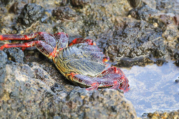 Eine rote Klippenkrabbe oder auch rote Felsenkrabbe auf einem Felsen am Meer.