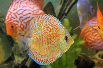 Ein Diskusfisch, Buntbarsch in einem Amazonas Aquarium.