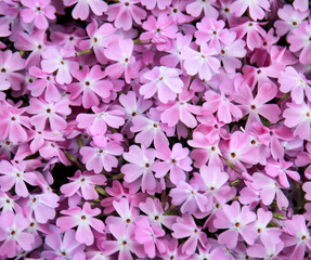 Die schönen Rosafarbenen Blüten des Polster Phlox.