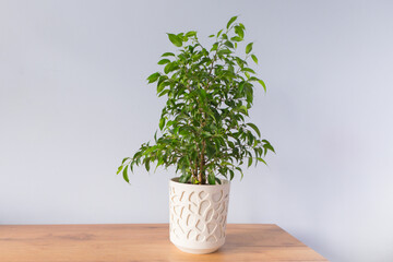 A young Ficus plant in a white pot stands on a table against a gray background.