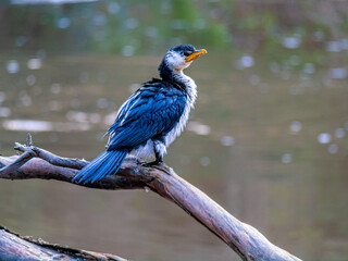 Cormorant Leans Forward