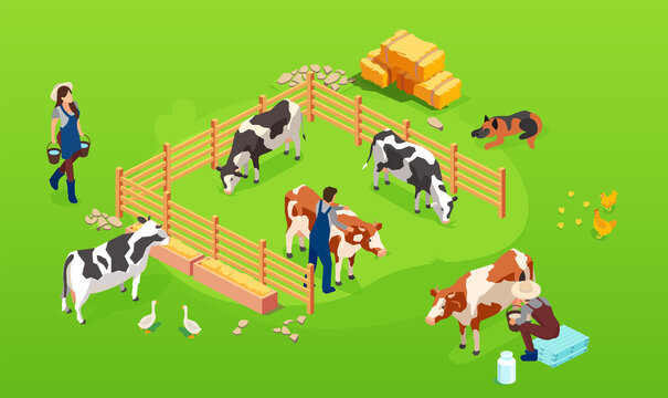Vector of a cow farm in paddock and farmers men and woman taking care of them