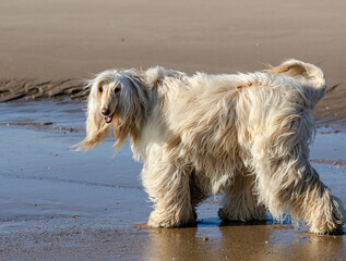 dog on the beach