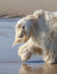 white dog on the beach