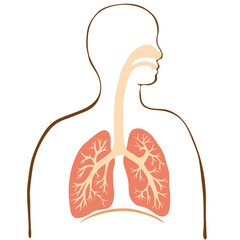 カラフルな肺と気管支のイラストと人のシルエット 
Colorful illustration of the lungs and trachea with human silhouette.