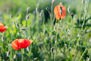 Blurred image of a meadow with poppies on a sunny day.