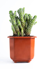 Mammillaria cactus in a brown pot on a white background.