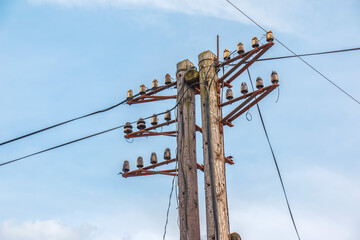 An old, rotten wooden pole with electrical insulators and cut-off wires.