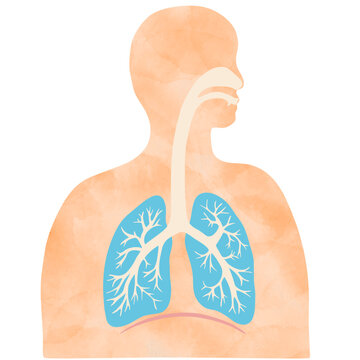 recommend clip art: 水彩風のカラフルな肺と気管支のイラストと人のシルエット 
                    Colorful illustration of the lungs and trachea with human silhouette with water color texture