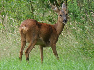 roe deer (capreolus capreolus) in summer