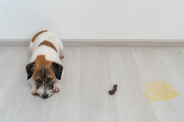 Dog breed Jack Russell Terrier lies guiltily on the floor. Nearby is a poop and a puddle of urine on the floor of the apartment. Home dog training concept. - obrazy, fototapety, plakaty