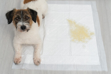 Dog breed Jack Russell Terrier and a puddle of urine in a dog diaper. Home dog training concept....