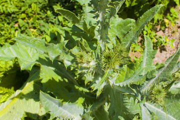 Close up view of young thistle