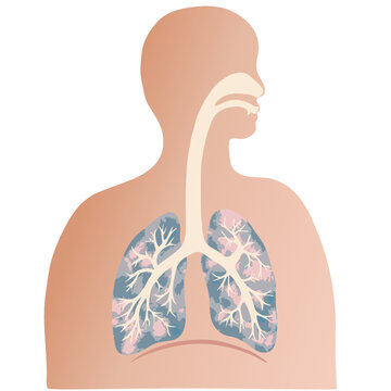 recommend clip art: 手描きテクスチャのカラフルな肺と気管支のイラストと人のシルエット 
                    Colorful illustration of the lungs and trachea with human silhouette.