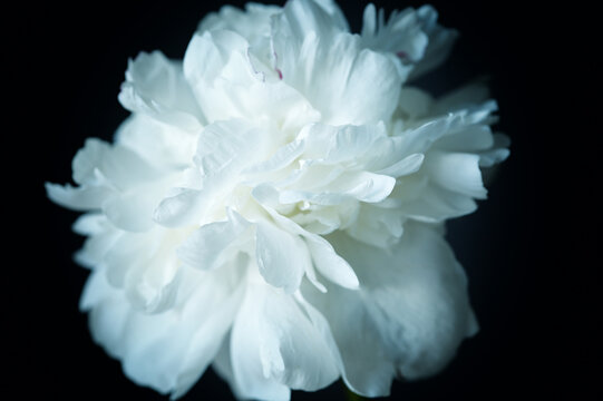 White blooming peony flower isolated on black background