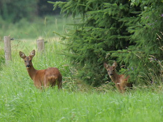 roe deer (capreolus capreolus) in summer