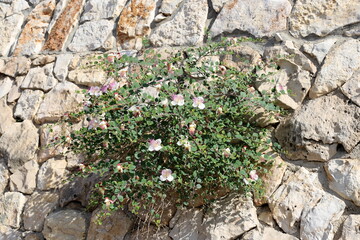 Green plants and flowers grow on stones