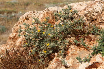 Green plants and flowers grow on stones
